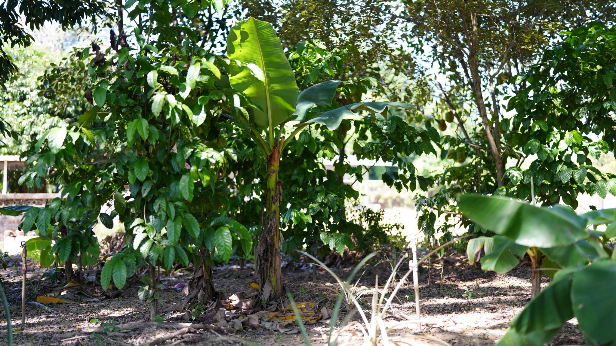 IMAGE - 19242